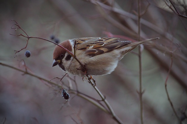 拉基